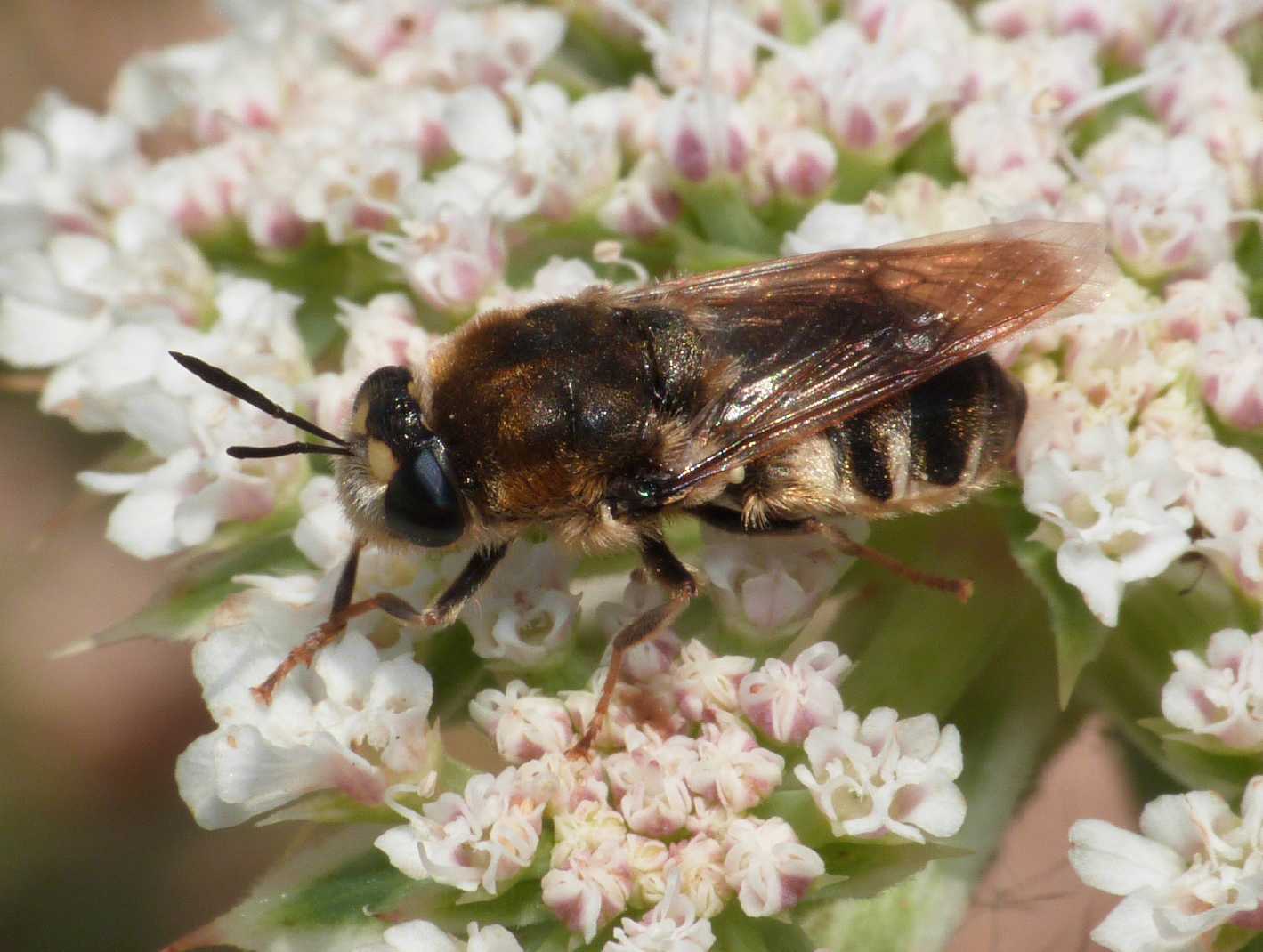 Stratiomys longicornis?